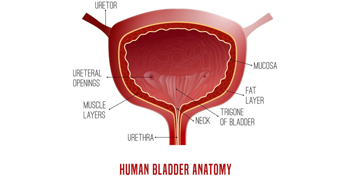 medical-concept-of-urethra-epispadias-Dr.-Heidi-Stephany