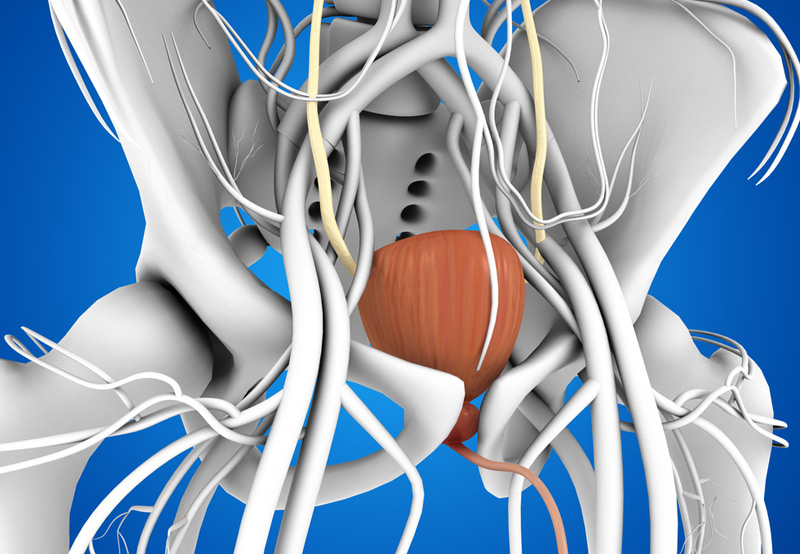 nerves-surrounding-bladder-medical-concept-related-to-neuropathic-or-neurogenic-bladder-Dr.-Heidi-Stephany