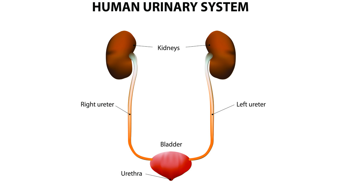 Bladder Exstrophy Dr. Heidi Stephany